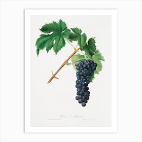 Black Aleatico Grape (Vitis Vinifera) From Pomona Italiana (1817 - 1839), Giorgio Gallesio Art Print