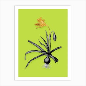 Vintage Amaryllis Broussonetii Black and White Gold Leaf Floral Art on Chartreuse n.0205 Art Print