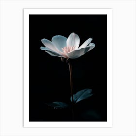 White Flower In The Dark Art Print