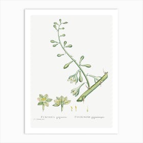 Furcraea Gigantea, Pierre Joseph Redoute 1 Art Print