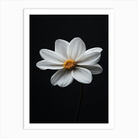 White Daisy 11 Art Print