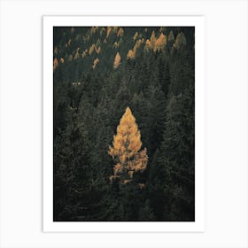 Yellow Pine Tree In Autumn Art Print