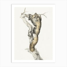 Flying Squirrel, On A Branch, Jean Bernard Art Print