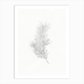 Pine Branch Pencil Sketch Art Print