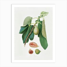 Monaco Fig (Fico Della Lunigiana) From Pomona Italiana (1817 1839), Giorgio Gallesio Art Print