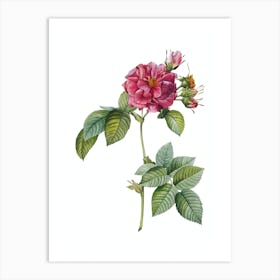 Vintage Pink Francfort Rose Botanical Illustration on Pure White n.0538 Art Print