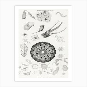 Microscopic Objects, Oliver Goldsmith Art Print