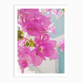 Bougainvillea Art Print