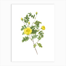 Vintage Yellow Sweetbriar Rose Botanical Illustration on Pure White n.0351 Art Print