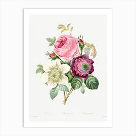 Anemone And Cabbage Rose, Pierre Joseph Redoute Art Print