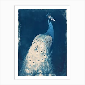 Peacock Cyanotype Inspired Art Print