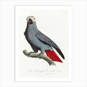 The Grey Parrot, (Psittacus Erithacus) From Natural History Of Parrots, Francois Levaillant Art Print
