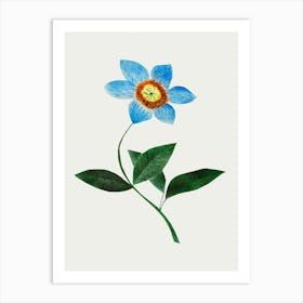 Star Flower By Mary Altha Nims Art Print