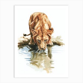 Barbary Lion Drinking From A Water Clipart  3 Art Print
