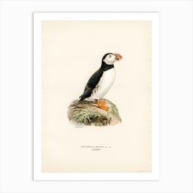 Atlantic Puffin (Fratercula Arctica), The Von Wright Brothers Art Print