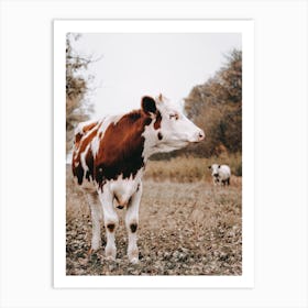 Red And White Cow Art Print