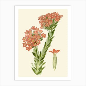 Apricot Flower Art Print