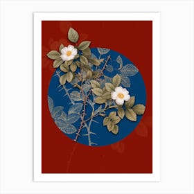 Vintage Botanical Spiny Leaved Rose of Dematra on Circle Blue on Red n.0233 Art Print