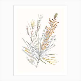 Ephedra Spices And Herbs Pencil Illustration 2 Art Print