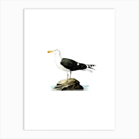 Vintage Great Black Backed Gull Bird Illustration on Pure White n.0070 Art Print