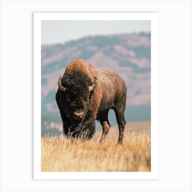 Bison Range Art Print