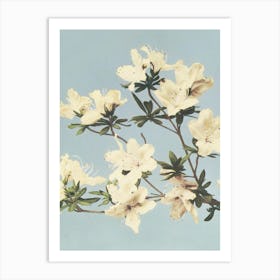 Azaleas Art Print