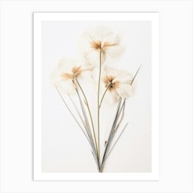 Pressed Flower Botanical Art Flax Flower 4 Art Print