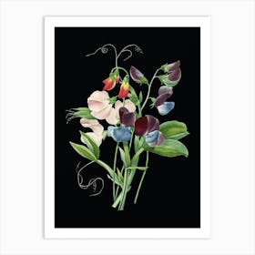 Vintage Sweet Pea Botanical Illustration on Solid Black n.0358 Art Print