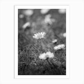 Daisy Flower Black and White Photography Art Print