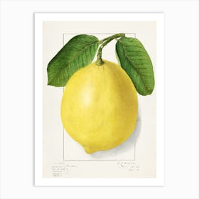 Lemon 1 Art Print