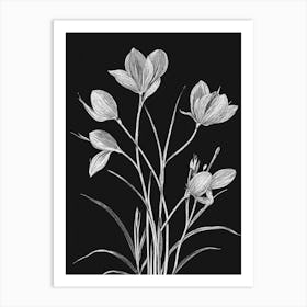 Crocus Art Print