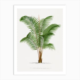 Vintage Kerchove 2 Les Palmiers  Art Print