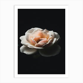 White Rose On Black Background Art Print