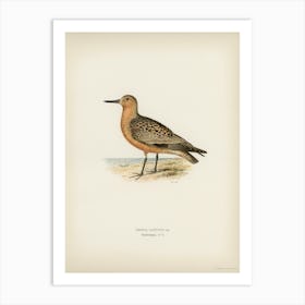 Red Knot, The Von Wright Brothers Art Print