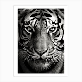 Black And White Photograph Of A Tiger's Face Art Print