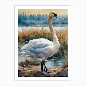 Turquoise Tundra Swan Art Print