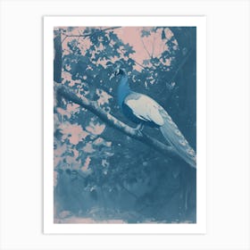 Peacock In The Tree Cyanotype Inspired 1 Póster