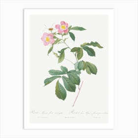 Variegated Alpine Rose, Pierre Joseph Redoute Art Print