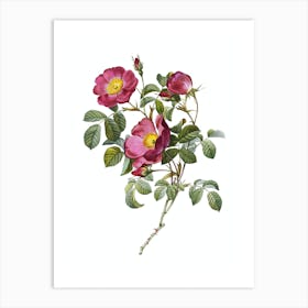 Vintage Rose of Love Bloom Botanical Illustration on Pure White n.0404 Art Print
