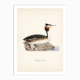 Podiceps Cristatus, The Von Wright Brothers 1 Art Print