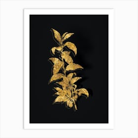 Vintage Cherry Botanical in Gold on Black n.0558 Art Print