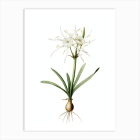 Vintage Streambank Spiderlily Botanical Illustration on Pure White n.0133 Art Print