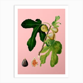 Vintage Figs Botanical on Soft Pink n.0328 Art Print