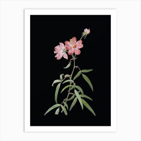 Vintage Peach Leaved Rose Botanical Illustration on Solid Black Art Print