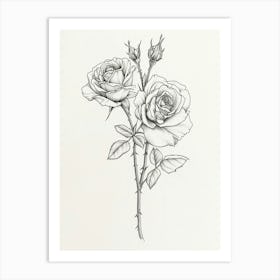 English Rose Black And White Line Drawing 14 Art Print