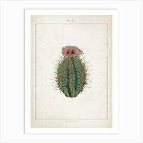 Vintage Curtis 2 Echinocactus Ellipticus Art Print