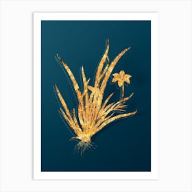 Vintage Fortnight Lily Botanical in Gold on Teal Blue n.0196 Art Print