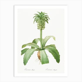 Eucomis Regia, Pierre Joseph Redoute Art Print