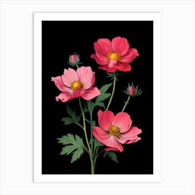 Pink Cosmos Flowers On Black Background Art Print