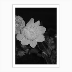 Black And White Flowers Art Print